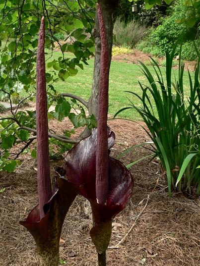 {Amorphophallus konjac}